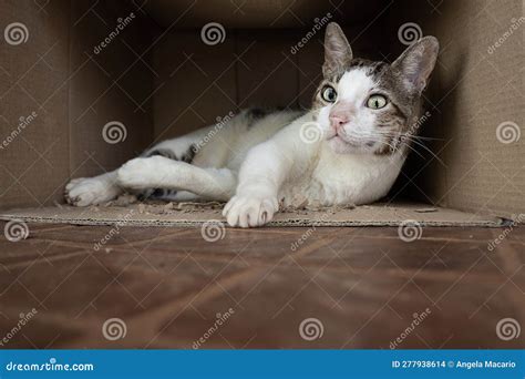 A Cat Inside a Cardboard Box . Stock Photo - Image of domestic, animal: 277938614