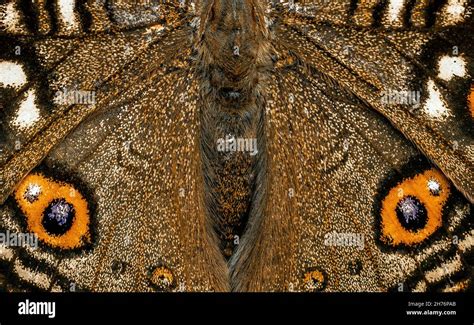 Butterfly Wing Pattern Stock Photo - Alamy