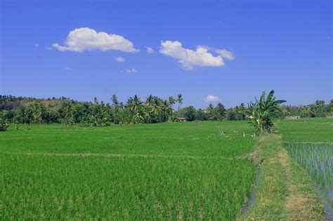 Sawah Padi Hijau - Foto gratis di Pixabay - Pixabay