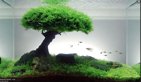 Pin by Gregg Goldman on Fish Tank | Live aquarium plants, Planted aquarium, Aquarium