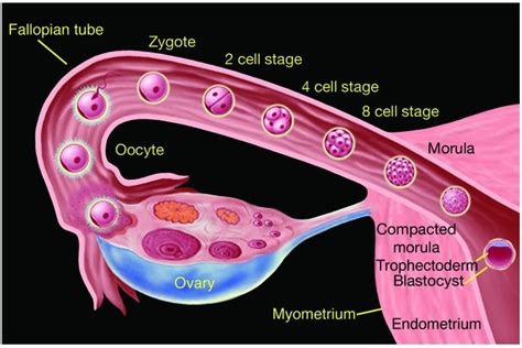 JCI - Trophoblast differentiation during embryo implantation and formation of the maternal-fetal ...