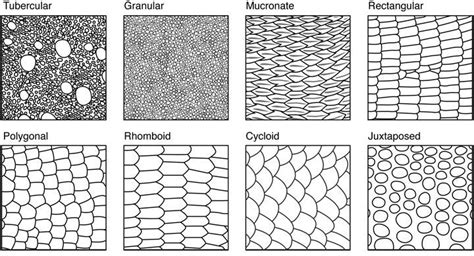 Scale drawing, Snake drawing, Texture drawing