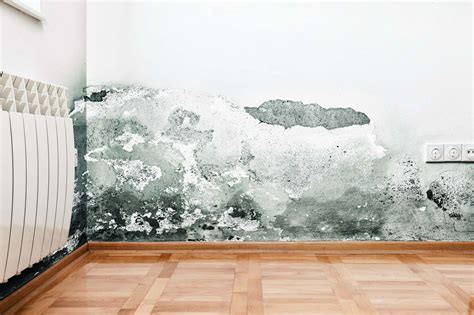 Black Mould and Mildew on Walls and Ceilings - A Helpful Guide