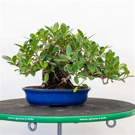 Ficus Bonsai, Ficus Green Island Bonsai🔅 Descubra as emoções do mundo ...