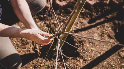 When Should You Plant Apple Trees This Season?