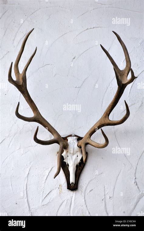 12 point buck hunting trophy hi-res stock photography and images - Alamy