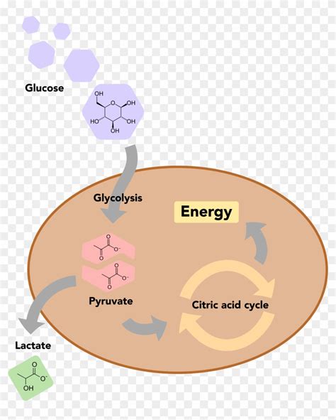 A Basic Overview Of Glucose Metabolism In Human Cells, HD Png Download - 7083x8333(#5145155 ...