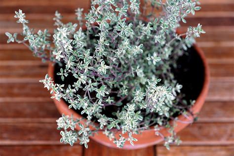 How to Grow Thyme | Growing thyme in Pots | Thyme care - Naturebring