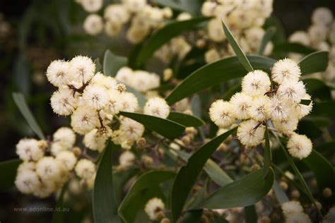 Acacia melanoxylon | Flowers of Acacia melanoxylon (blackwoo… | Flickr