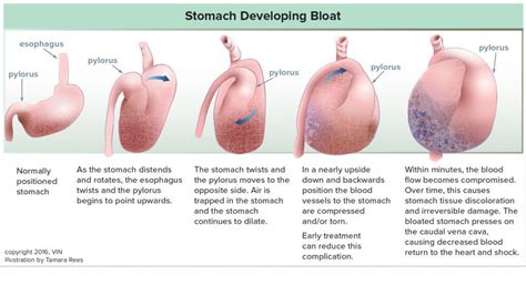 How Long After Eating Does Dog Bloat Occur