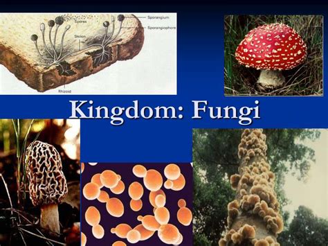 PPT - Kingdom: Fungi PowerPoint Presentation - ID:5365811