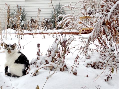 Cat Camouflage - Cats In My Yard