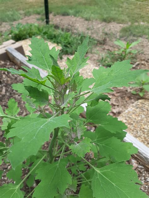 Quinoa Plant Leaves