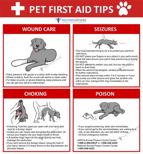 Pet Tips in El Paso, TX | Montana Animal Clinic