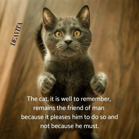 Funny kittens and cats quotes with adorable photos