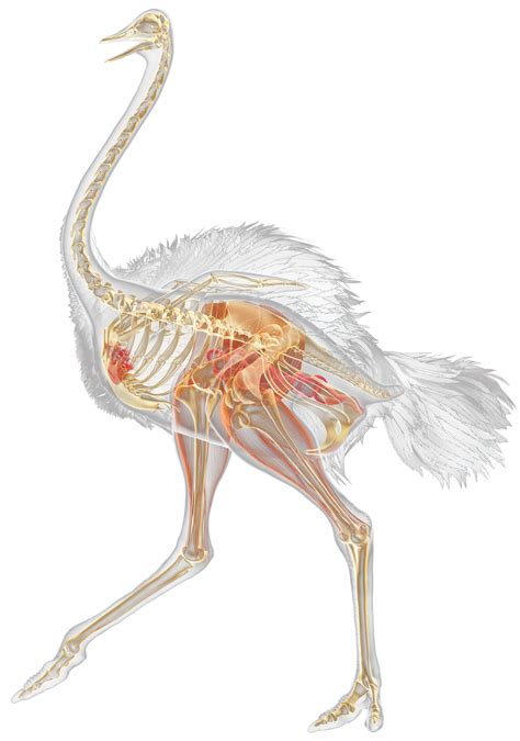 Ostrich Skeleton | Ostrich Neck Facts | DK Find Out