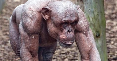'Planet of the apes just became scarier': Twitter in awe of how ripped ...