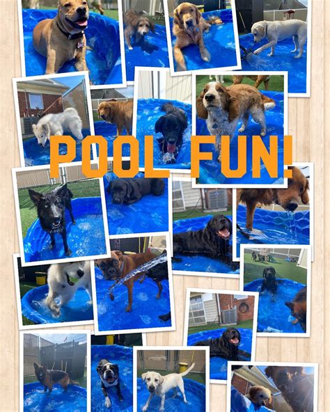 Pool fun highlights... - Pets a Go Go Stamford | Facebook