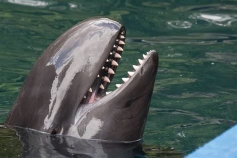 False Killer Whale Pictures - AZ Animals