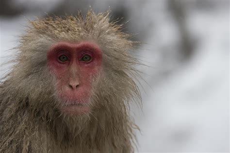 Snow monkey, Macaque monkey, Animals