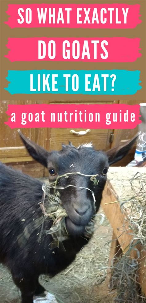 What Do Goats Eat? A Guide To Feeding Your Goats | Goats, Feeding goats, Goat toys