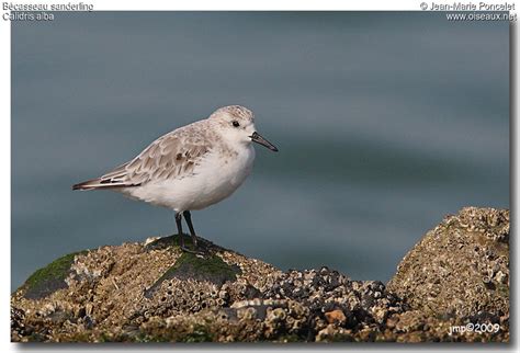 Bécasseau sanderling - jmpo73764