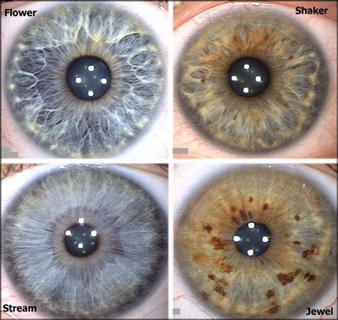 The four iris types that correspond with the four energy types. Flower ...