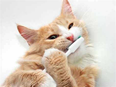 Give Your Cat a Much Needed Teeth Cleaning in 2021 | Cat care, Brushing teeth, Cute baby animals