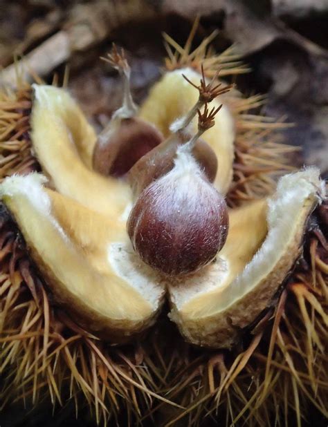 The American Chestnut Tree | Appalachian Trail Conservancy