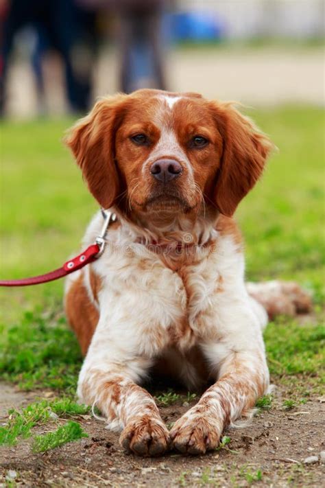 Dog breed Breton Spaniel stock photo. Image of carrot - 152706548