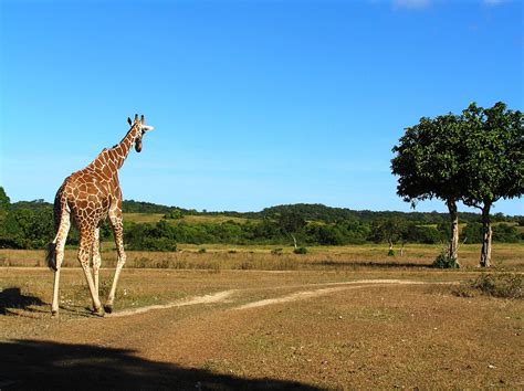 Animal Encounters in Photos | First-Time Travels