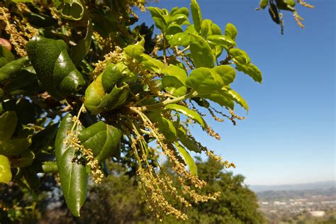 live-oak-flowers-3×2 – Nature in Novato