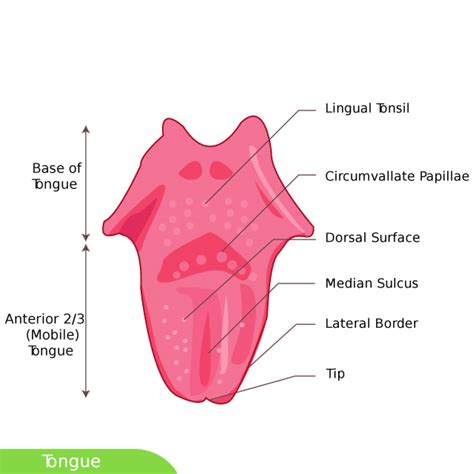 Glossitis: Causes, Picture, Symptoms, And Treatment