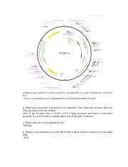 Selection Criteria and Promoters for Plasmid: Antibiotic | Course Hero