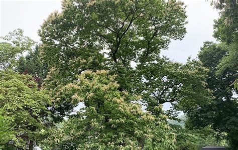 Chinese Chestnut (Castanea mollissima) | Organic Plant Care LLC | Organic Lawn & Plant Health ...