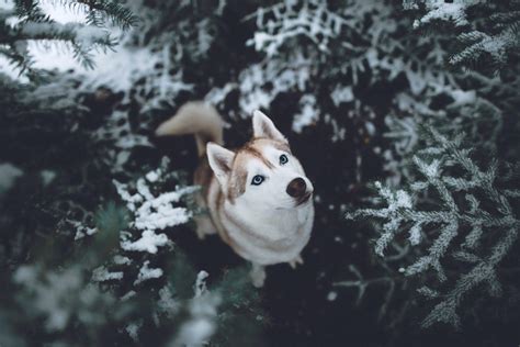 Husky Christmas Wallpapers - Top Free Husky Christmas Backgrounds - WallpaperAccess