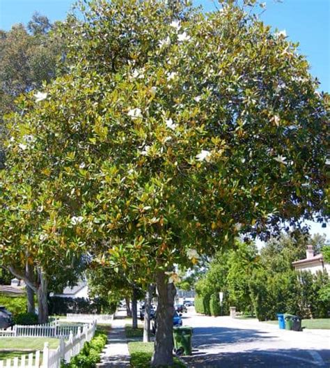 Southern Magnolia Tree | Garden View Landscape, Nursery & Pools