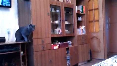 Cat Playing Ping Pong Is Unbelievably Adorable