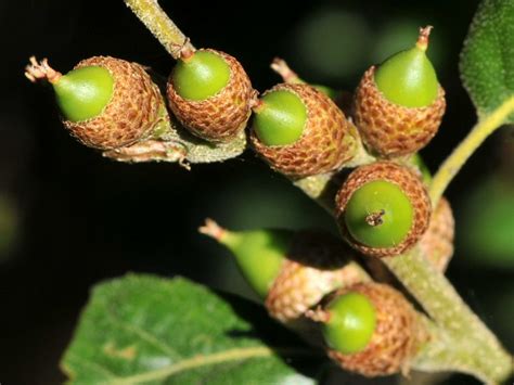 New acorns on Coast Live Oak (Quercus agrifolia, Fagaceae) | Flickr ...