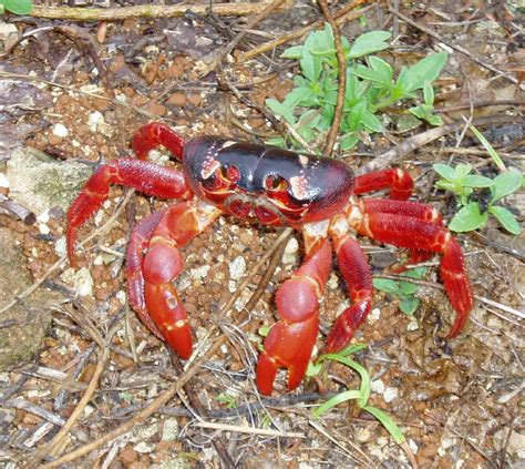 File:Christmas Island red crab.jpg - Wikipedia