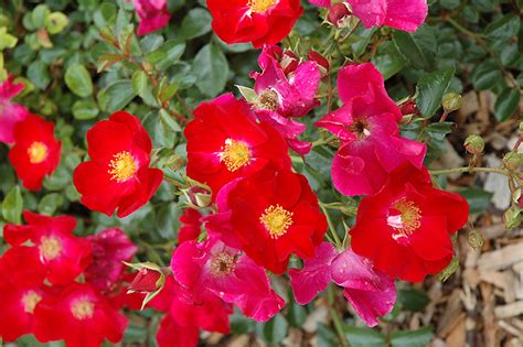 Flower Carpet Red Rose (Rosa 'Flower Carpet Red') in Calgary, Alberta (AB) at Spruce It Up ...