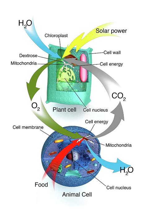 Cellular Respiration Photograph by Mikkel Juul Jensen / Science Photo ...