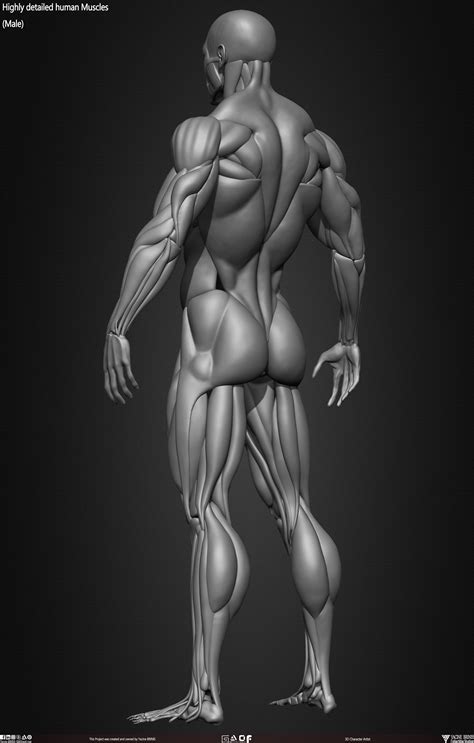 Human Muscle Animation