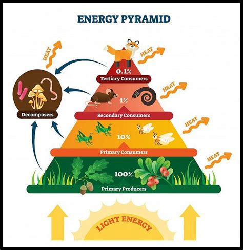 Pyramid Of Biomass Vs Pyramid Of Numbers