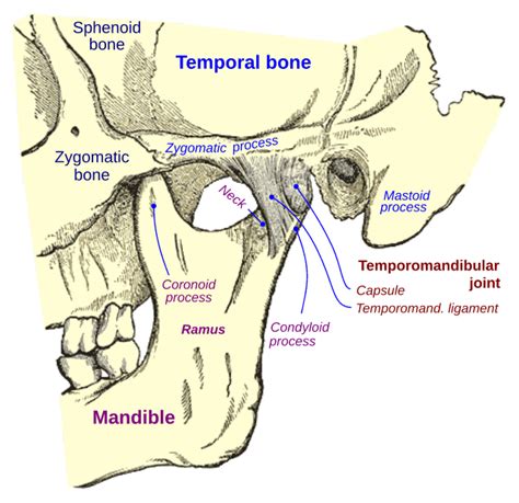 Mastoid part of the temporal bone - Wikiwand