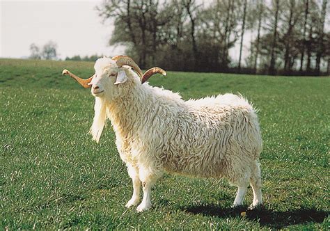 Goat | Description, Breeds, Milk, & Facts | Britannica