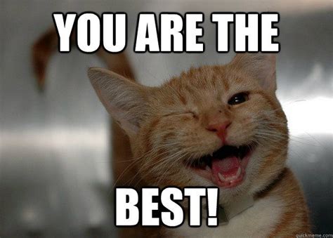 you are the best cat meme | Happy animals, Cute animals, Smiling animals