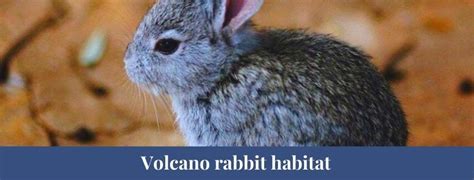 Best 10 Volcano Rabbit Facts, Names, habitat - Zoological World