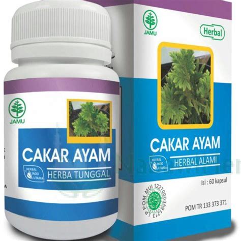 Cakar Ayam - Nabawi Herba - Distributor Herbal