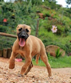 Africanis breeds info,pictures,price | Dog breeds, Dogs, Dog images